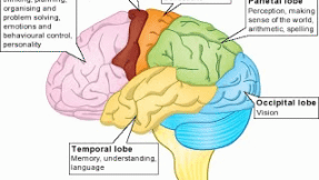 Areas-of-the-brain-e1519059571361